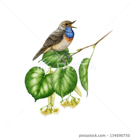 Cute small singing garden bird on a linden tree branch watercolor illustration. Hand drawn bluethroat songbird on a blooming lime tree twig with green leaves and flowers on white background Cute small singing garden bird on a linden tree branch watercolor illustration. Hand drawn bluethroat songbird on a blooming lime tree twig with green leaves and flowers on white background 134890750