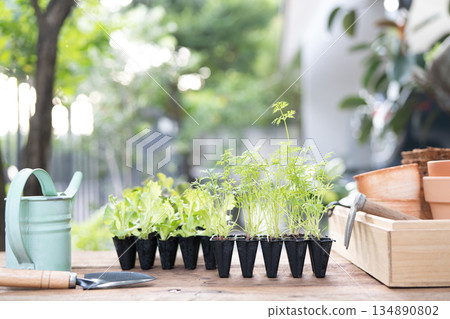 Orange Baby Carrot and Red oak Lettuce sprout, home growth vegetable arranged on gardening table Orange Baby Carrot and Red oak Lettuce sprout, home growth vegetable arranged on gardening table 134890802