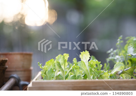 Green Batavia, home growth vegetable 134890803