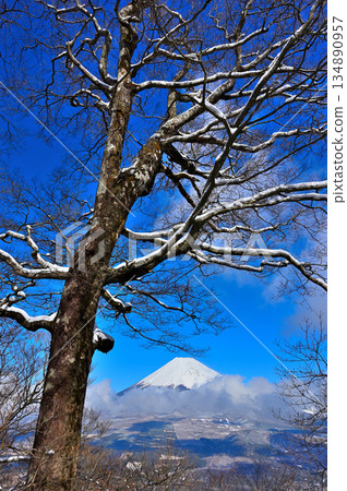 Mount Echizen in the Aitaka Mountains: Mount Fuji in midwinter in a snowy forest Mount Echizen in the Aitaka Mountains: Mount Fuji in midwinter in a snowy forest 134890957