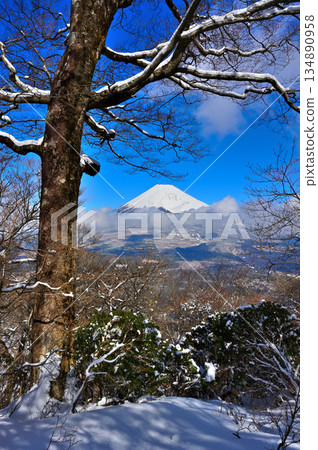 Mount Echizen in the Aitaka Mountains: Mount Fuji in midwinter in a snowy forest 134890958