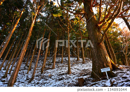 Mount Kurodake in the Ashitaka Mountains, a natural monument designated by Susono City, illuminated by the morning sun in the natural cedar forest of Mount Kurodake Mount Kurodake in the Ashitaka Mountains, a natural monument designated by Susono City, illuminated by the morning sun in the natural cedar forest of Mount Kurodake 134891044