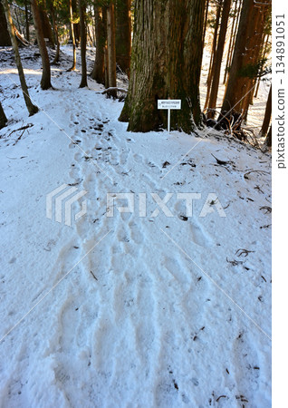 足座山脈的黑岳：通往山頂的雪痕和高大的雪松樹 134891051