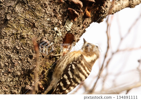 Kogera Kogera 134891111