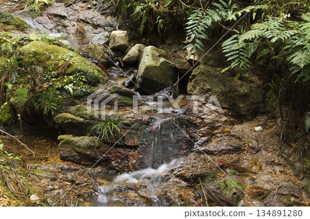 Forest spring water, healing clean water resources, environment, ecology Forest spring water, healing clean water resources, environment, ecology 134891280