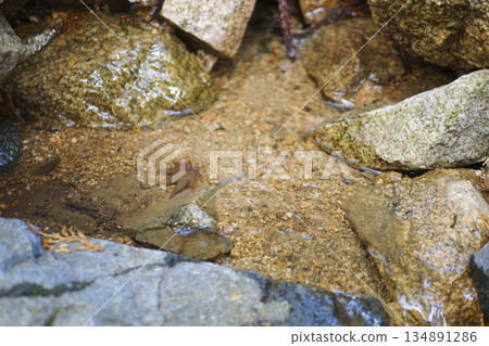 森林泉水，淨化水資源，環境，生態 134891286