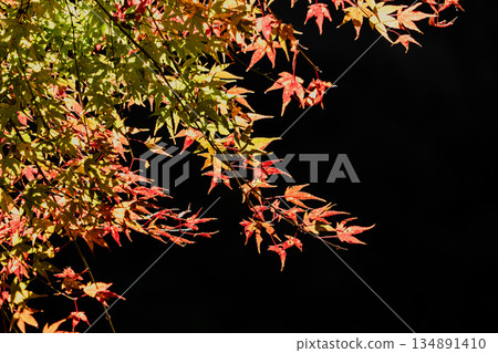 Aigi Tunnels Autumn Special Opening Aigi Tunnels Autumn Special Opening 134891410