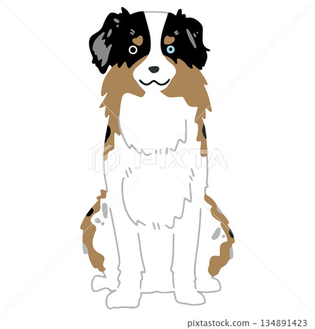 Dog hand-drawn illustration Australian Shepherd Dog hand-drawn illustration Australian Shepherd 134891423
