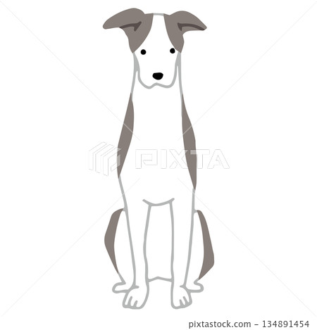 手繪惠比特犬插圖 134891454