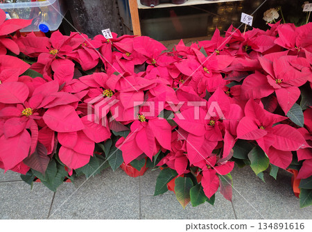 Red Poinsettia or Euphorbia pulcherrima, Christmas Star flower. Festive red and golden holiday background with Christmas tree and presents. Red Poinsettia or Euphorbia pulcherrima, Christmas Star flower. Festive red and golden holiday background with Christmas tree and presents. 134891616
