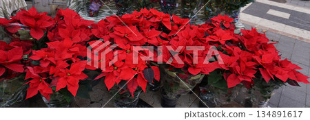 Red Poinsettia or Euphorbia pulcherrima, Christmas Star flower. Festive red and golden holiday background with Christmas tree and presents. Red Poinsettia or Euphorbia pulcherrima, Christmas Star flower. Festive red and golden holiday background with Christmas tree and presents. 134891617