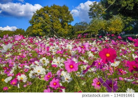A colorful cosmos field in full bloom against a blue sky 134891661