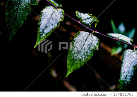 Aigi Tunnels Autumn Special Opening 134891703