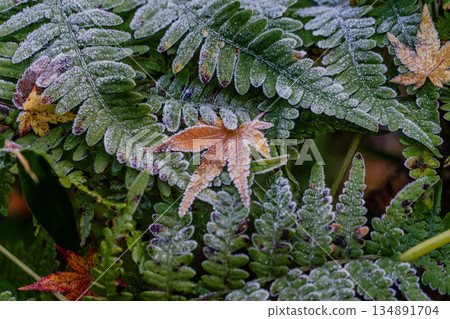 Aigi Tunnels Autumn Special Opening 134891704