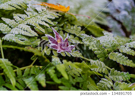 Aigi Tunnels Autumn Special Opening 134891705