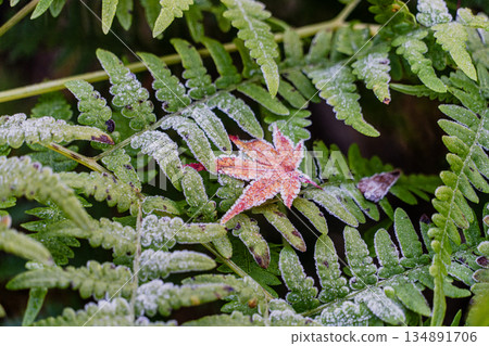 Aigi Tunnels Autumn Special Opening Aigi Tunnels Autumn Special Opening 134891706