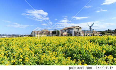 Landscape with rape field 134891916