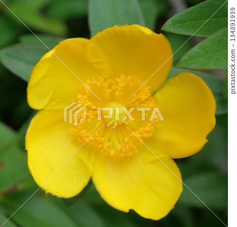 Yellow leafhopper flower 134891939