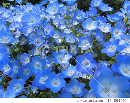 一群藍色nemophila 134891961
