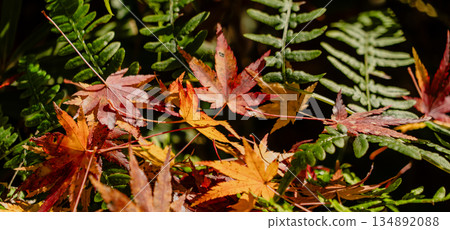 Aigi Tunnels Autumn Special Opening 134892088