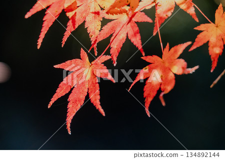 愛吉隧道秋季特別開放 134892144