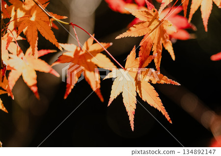 Aigi Tunnels Autumn Special Opening Aigi Tunnels Autumn Special Opening 134892147