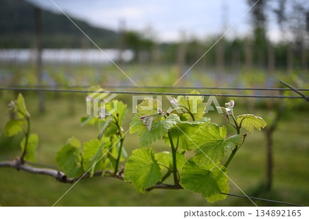 Grape vine 134892165