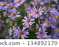 菊花 134892170