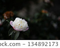 冷山茶花 134892173