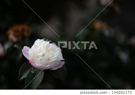 冷山茶花 134892173
