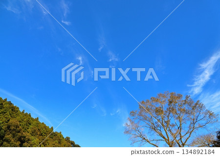 Blue sky, clouds, trees 134892184