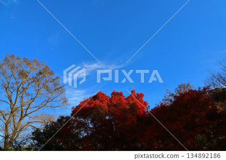 Blue sky, cirrus clouds, autumn leaves 134892186