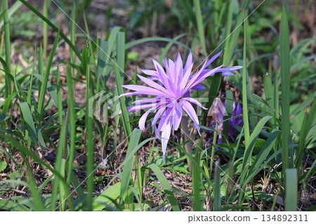 Corticum flowers Corticum flowers 134892311