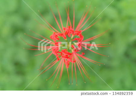 Cluster amaryllis that shines in green 134892359