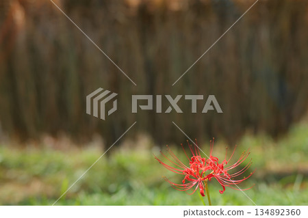 Harvested rice bundles and cluster amaryllis Harvested rice bundles and cluster amaryllis 134892360