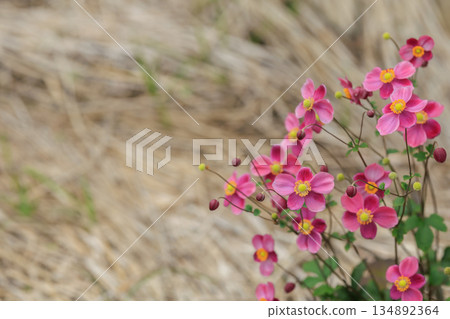 貧瘠的田野裡盛開著銀蓮花菊花。 134892364