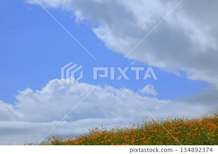 一朵黃色的宇宙花仰望著天空 一朵黃色的宇宙花仰望著天空 134892374