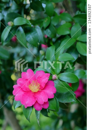 winter flower, sasanqua 134892387