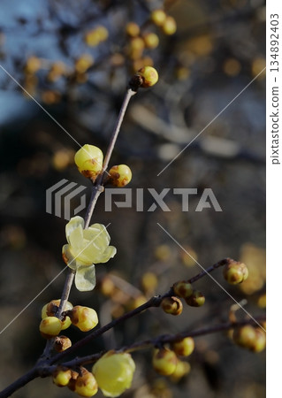 Wintersweet flowers starting to bloom 134892403