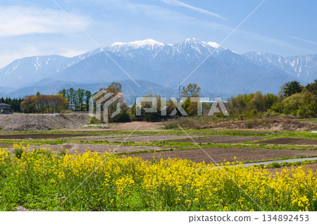 從山梨縣北斗市眺望南阿爾卑斯山脈和油菜花 134892453