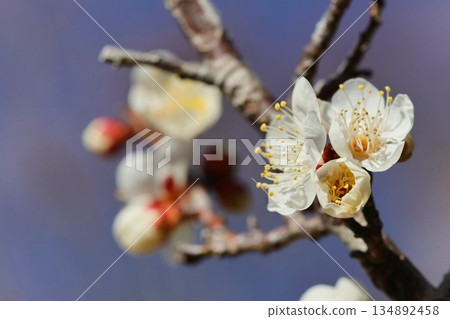 White plum blossoms, plum blossoms, blue sky background, early spring, close-up 134892458