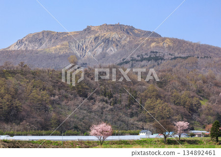 從北海道壯別町伊達市一側眺望有珠山和櫻花[五月] 134892461