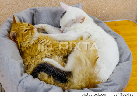 Two cats lying in their soft cozy cat bed Two cats lying in their soft cozy cat bed 134892483