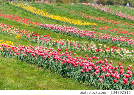 Beautiful multicolored tulips in a flower park at spring Beautiful multicolored tulips in a flower park at spring 134892515