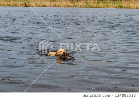 Cute labrador retriever puppy swimming with stick in a river 134892518