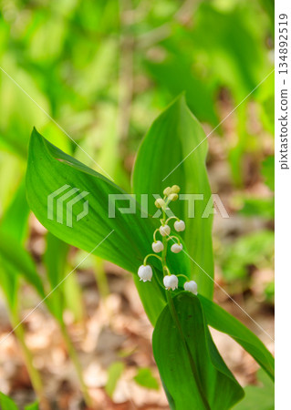 Lily of the valley (Convallaria majalis) white flowers in forest at spring Lily of the valley (Convallaria majalis) white flowers in forest at spring 134892519