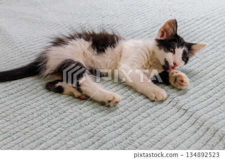 Beautiful cat on a bed at home 134892523