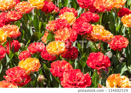 Beautiful double tulips on flowerbed in a garden Beautiful double tulips on flowerbed in a garden 134892529