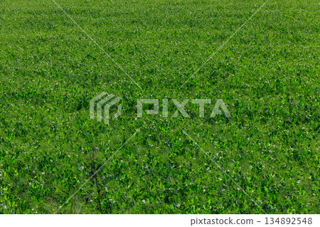 View of the green pea field at spring View of the green pea field at spring 134892548