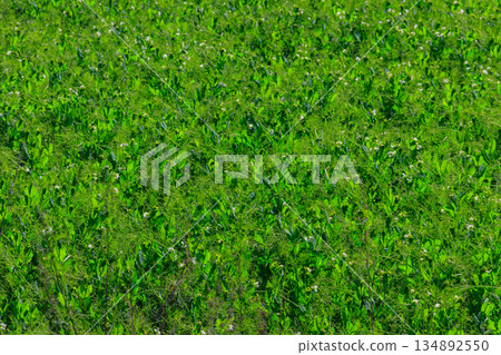 View of the green pea field at spring View of the green pea field at spring 134892550